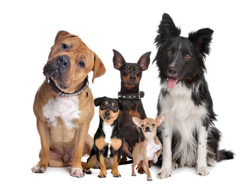 Conheces os cães?