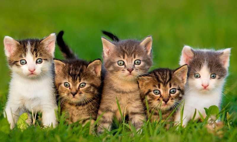 O gato em 10 perguntas: consegues responder tudo?