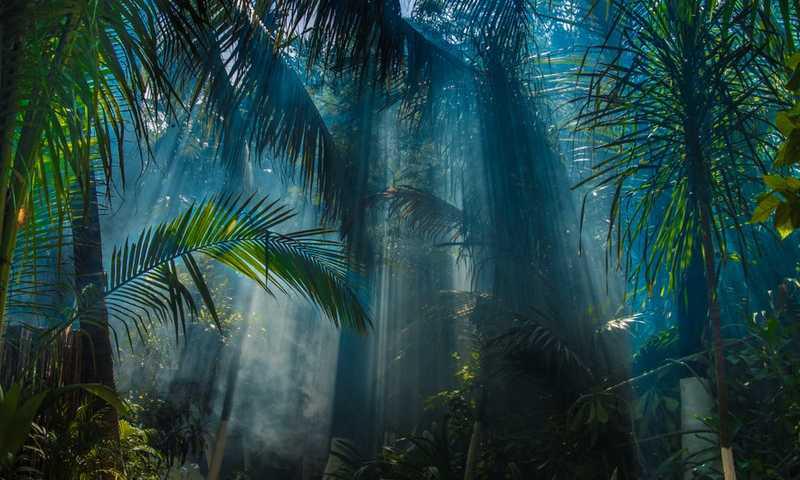 Faz o teste piscológico da selva: descobre quem (ou o quê) é