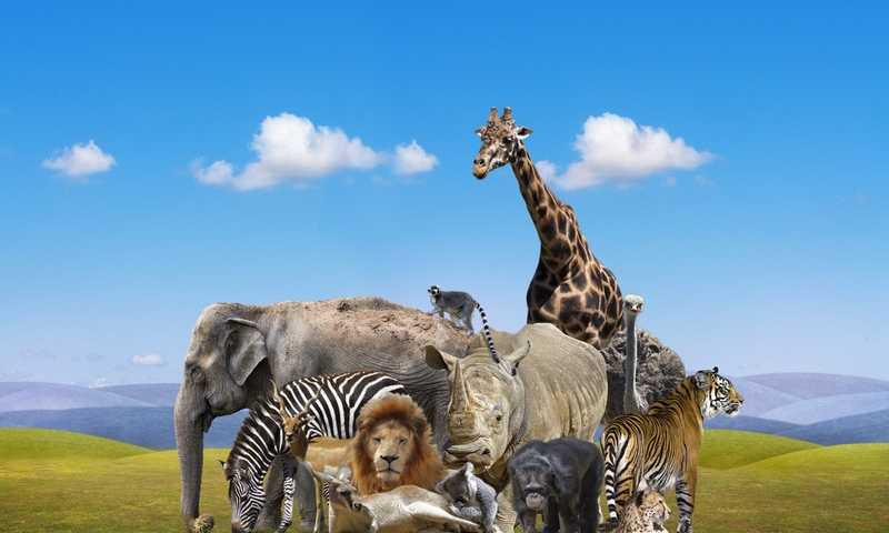 Faz o teste psicológico do animal, e descobre que tipo de pe