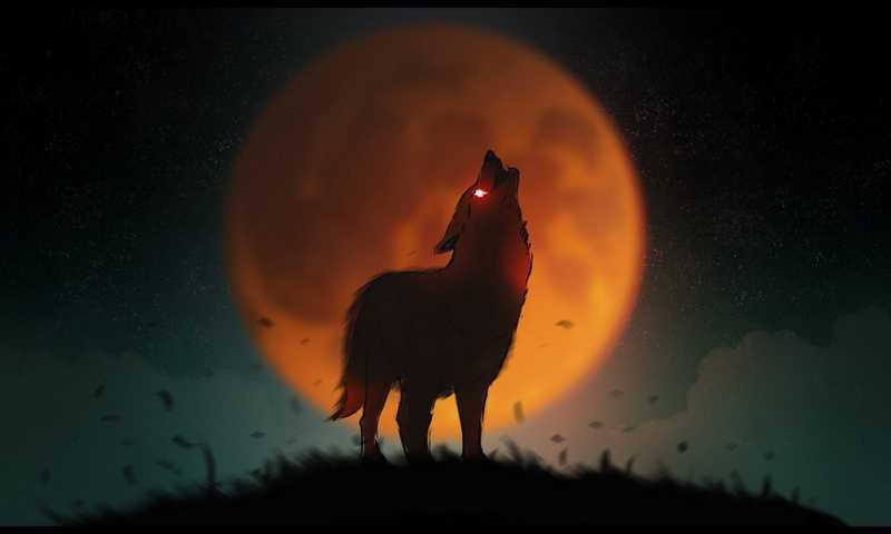Faz o teste psicológico do lobo, e descobre mais sobre o teu