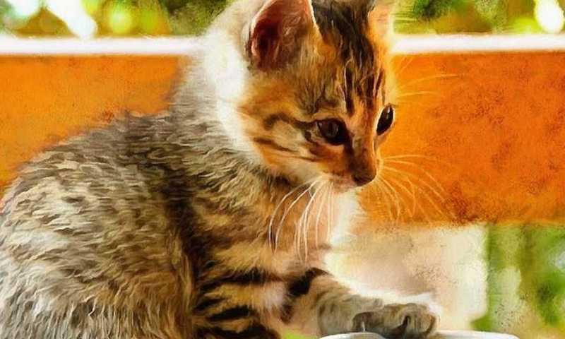 Queres saber que tipo de animal és? Descubra com este teste.