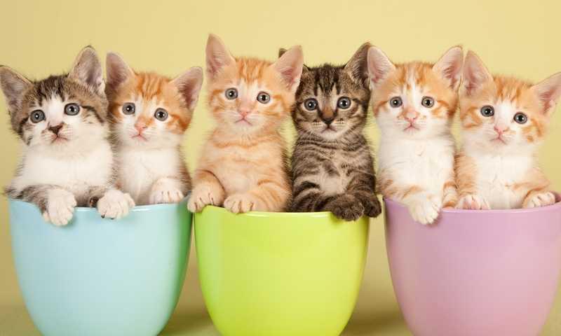 Se fosses um gato, que raça serias?